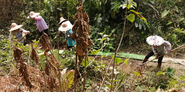 但是對(duì)于劉佳榮來(lái)說(shuō)，辛苦并不算什么，他最害怕的是趕不上夏種，今年的晚造收成變“零”。他透露，在開平種植水稻一年兩造，他年產(chǎn)值30萬(wàn)元左右，利潤(rùn)主要在晚造水稻。他發(fā)現(xiàn)旱情的嚴(yán)重性之后，立刻向村小組組長(zhǎng)反映相關(guān)情況，希望麗新村可以幫助解決農(nóng)田用水問(wèn)題?！皼](méi)想到他們效率這么高，我剛和村小組組長(zhǎng)說(shuō)完，第二天村委會(huì)干部們就到田里了解情況，一起研究解決辦法?！眲⒓褬s說(shuō)。