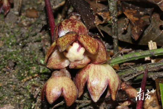 廣東石門臺國家級自然保護區(qū)現(xiàn)新物種石門臺蜘蛛抱蛋。