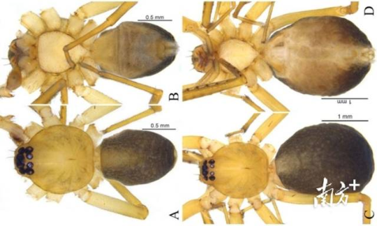 丹霞大斑蛛。丹宣供圖