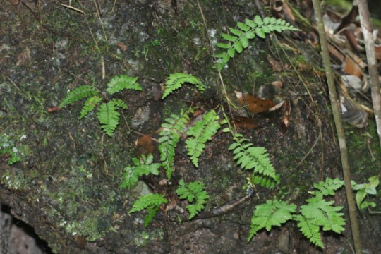 國達鐵角蕨。丹宣供圖
