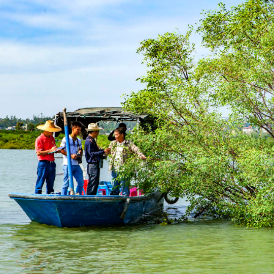 紅樹林人工造林調(diào)查。拍攝：嚴(yán)余易