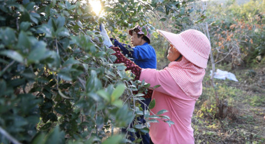 韶關(guān)油茶迎豐收。