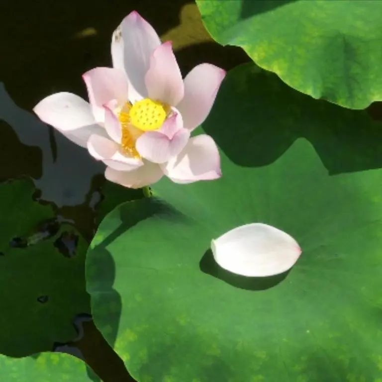 undefined DJI_0432.mp4_20250612_152300912.jpg