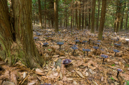 農(nóng)戶在林下仿野生種植靈芝 
