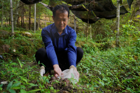 農(nóng)戶在林下仿野生種植竹蓀、松茸等珍貴食用菌