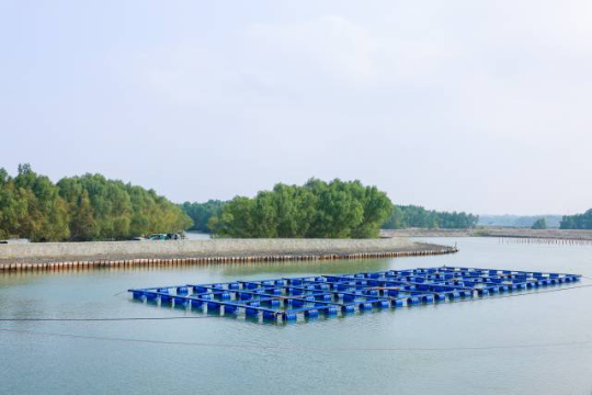 雷高鎮(zhèn)正在大力推動紅樹林保護(hù)與水產(chǎn)養(yǎng)殖耦合發(fā)展。（程麒 攝）