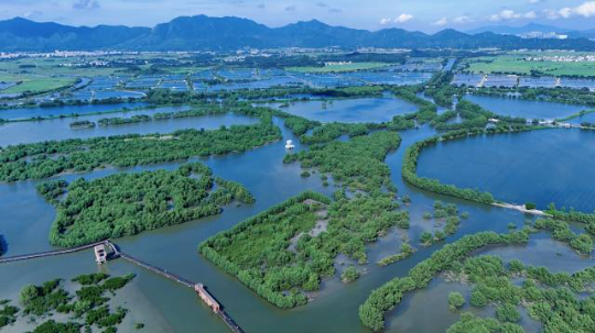 惠東縣用十年時(shí)間將破碎化的紅樹林斑塊培育成萬畝連片濕地。（彭華 攝）
