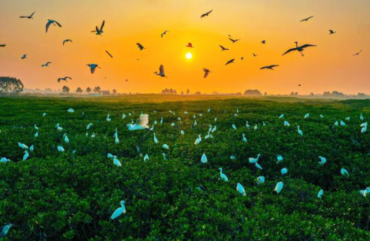 珍稀飛禽云集，湛江紅樹林成“鳥的天堂”。