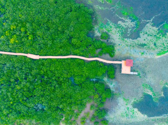 湛江特呈島生長著全球罕見的紅樹林古樹群。（藍(lán)東旭 攝）