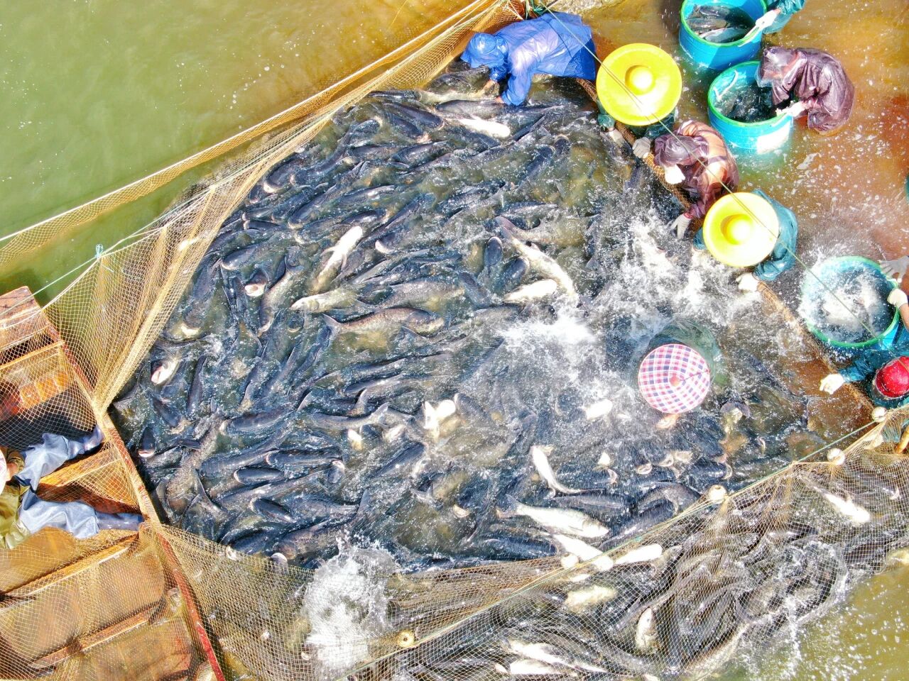 29-30日 禾海稻浪，“魚”您相約！2025年大沙鎮(zhèn)捕魚周暨稻田豐收音樂(lè)會(huì)來(lái)啦！