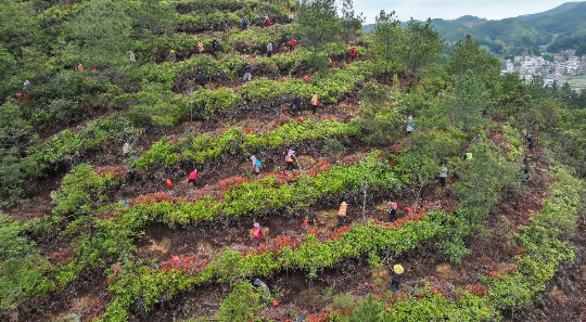 自動轉(zhuǎn)存圖片